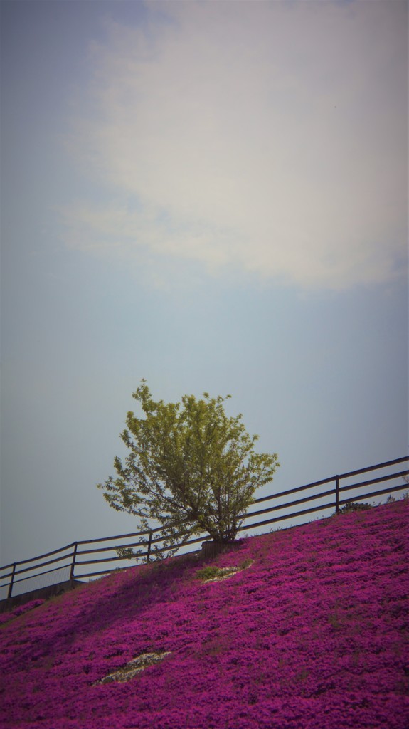 芝桜