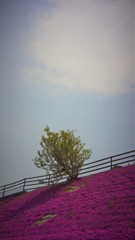 芝桜