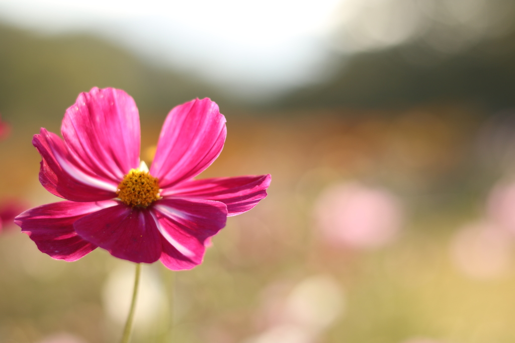 秋桜