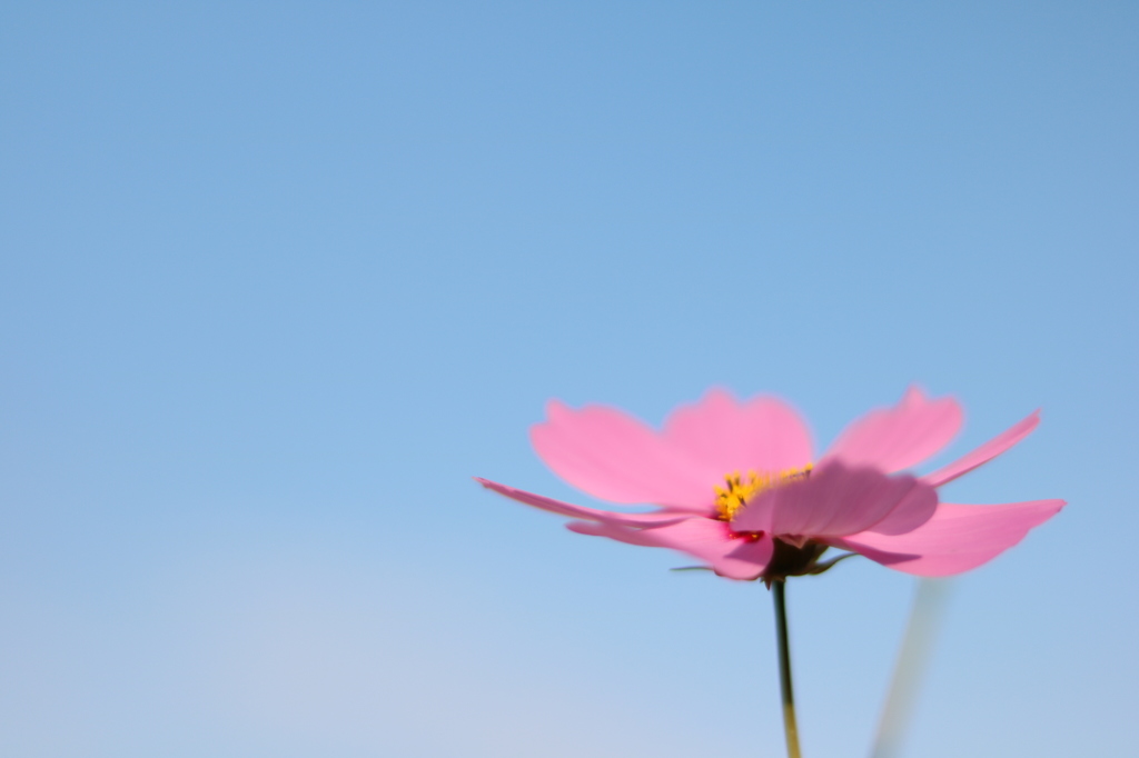 秋桜