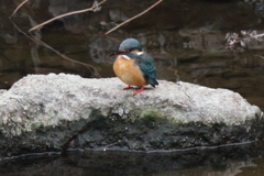 カワセミ＿野川８