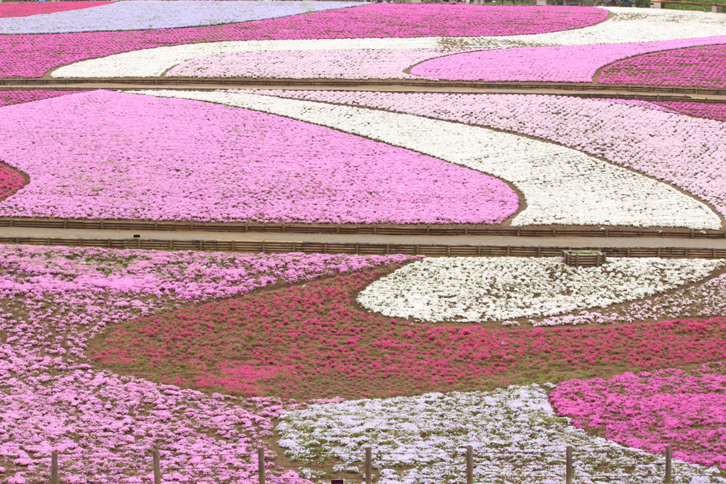 芝桜＿羊山公園１０