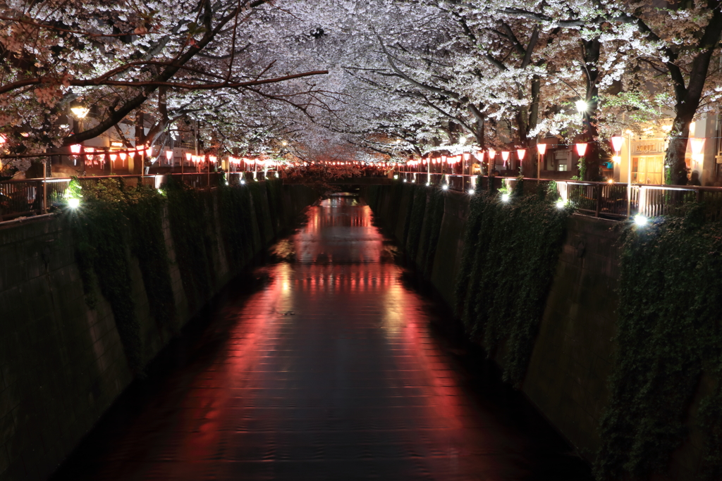 夜桜_目黒川２