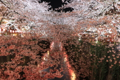 夜桜_目黒川３