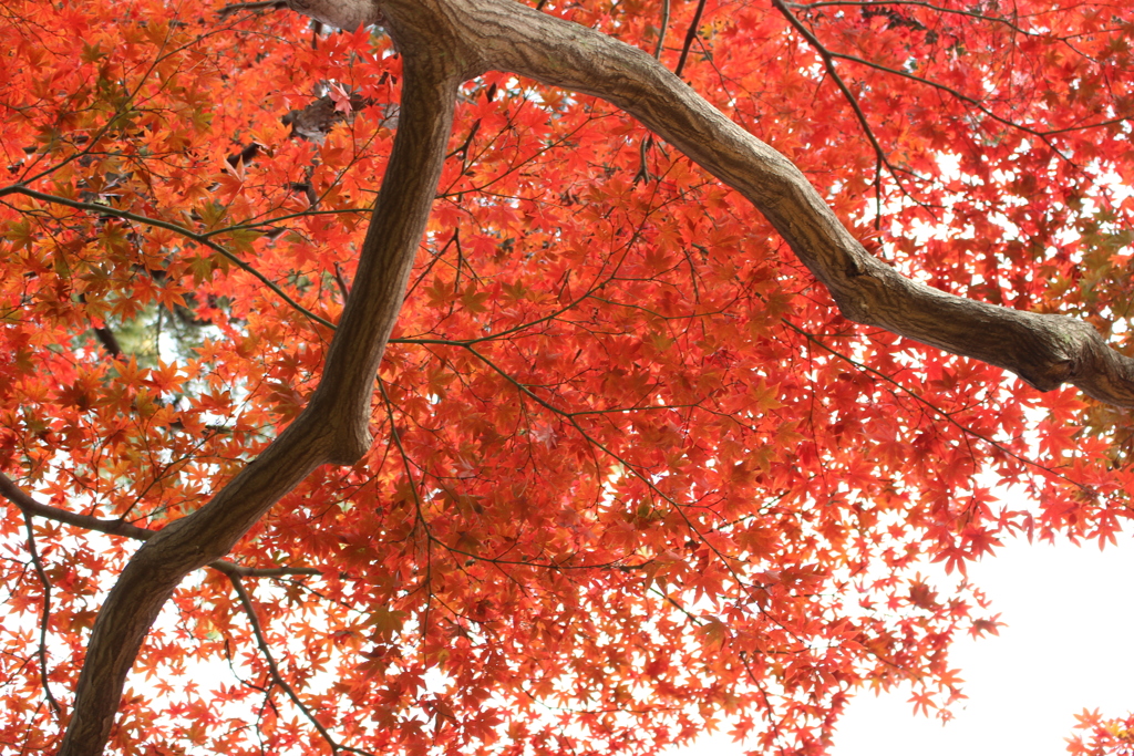 紅葉_豪徳寺１