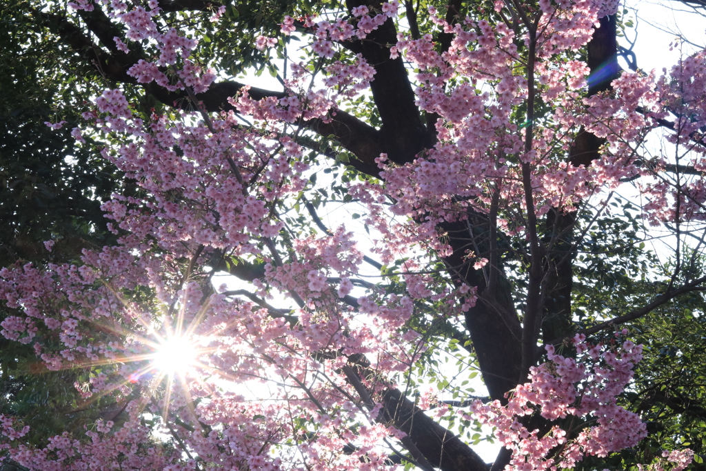 桜_靖国神社２