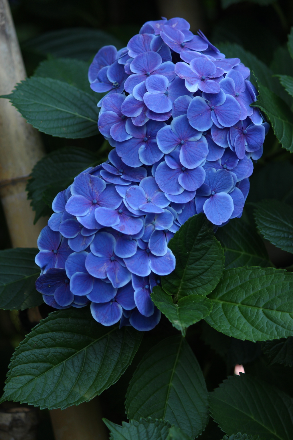 あじさい_白山神社３