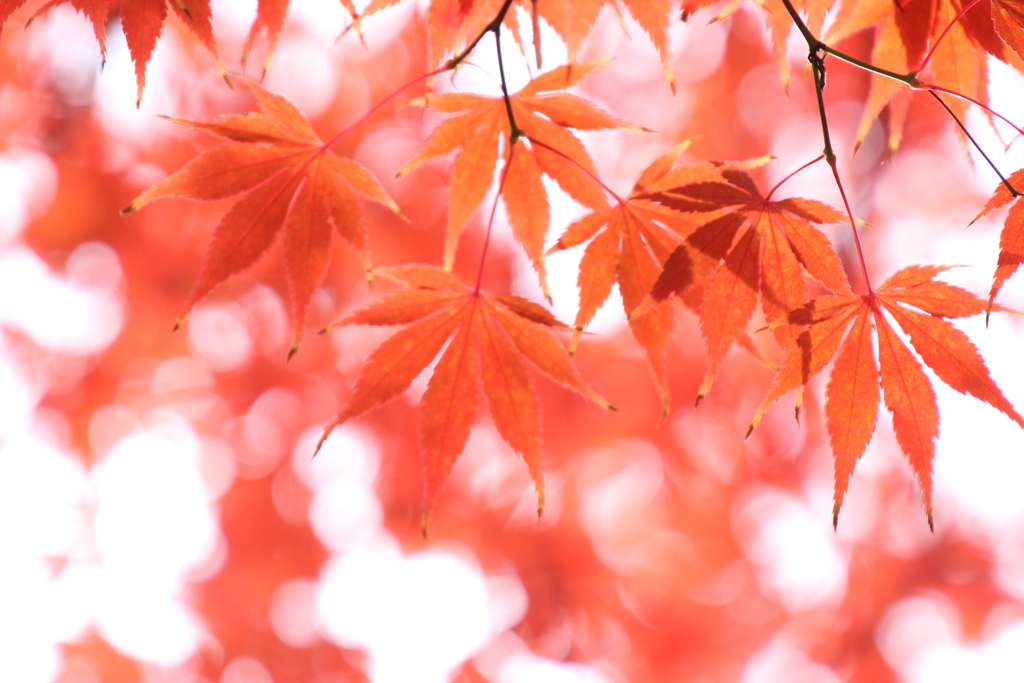 紅葉＿密蔵院３