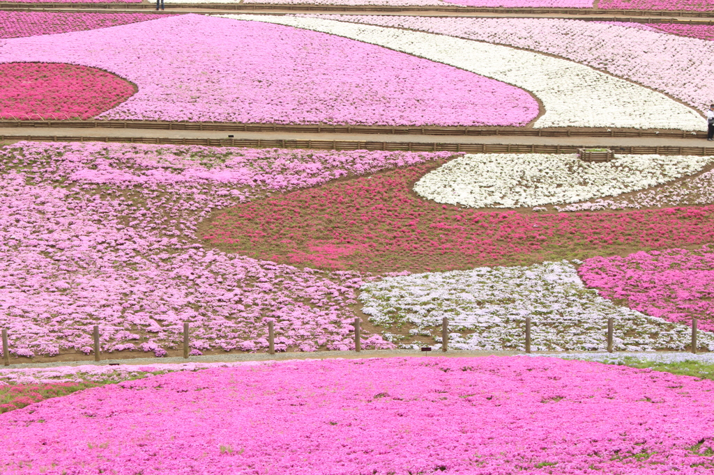 芝桜＿羊山公園０６