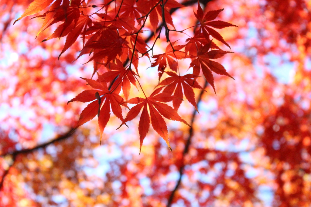 紅葉