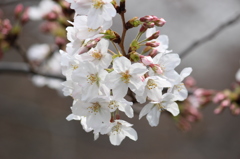 桜（目黒川）