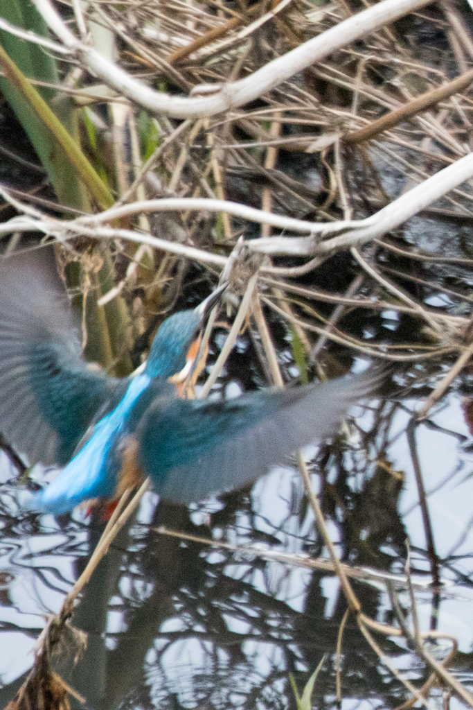 カワセミ＿飛翔１