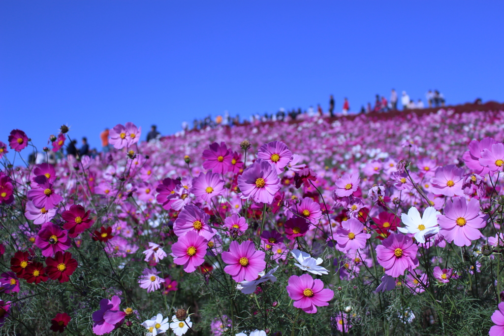 ひたち海浜公園ーコスモス１