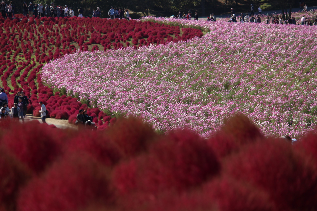 ひたち海浜公園ーコキア２