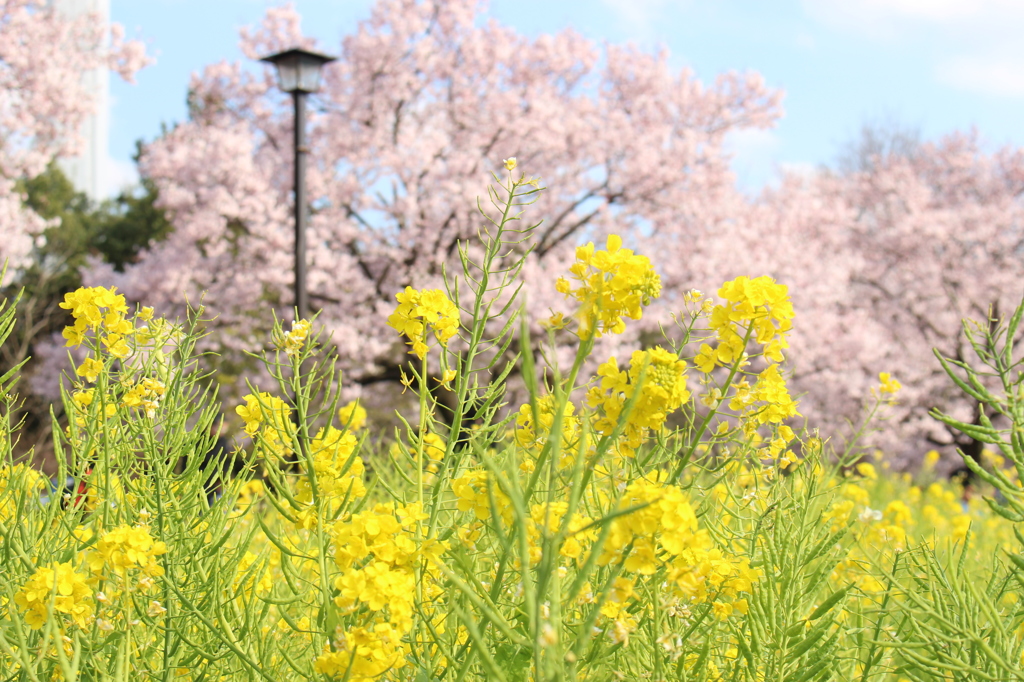 桜（蘆花公園）１