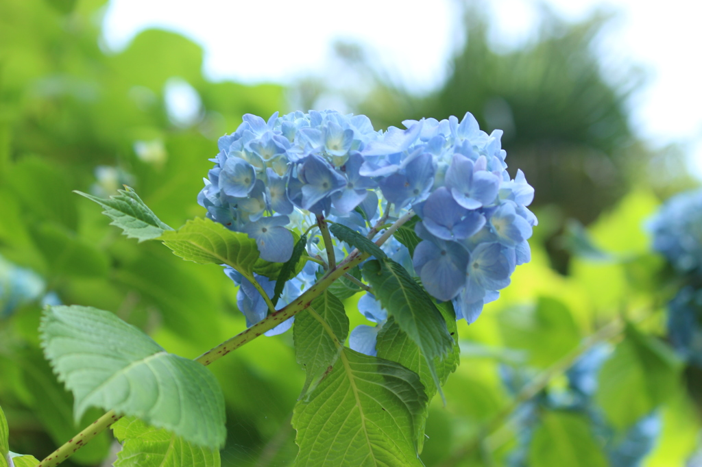 紫陽花　明月院３