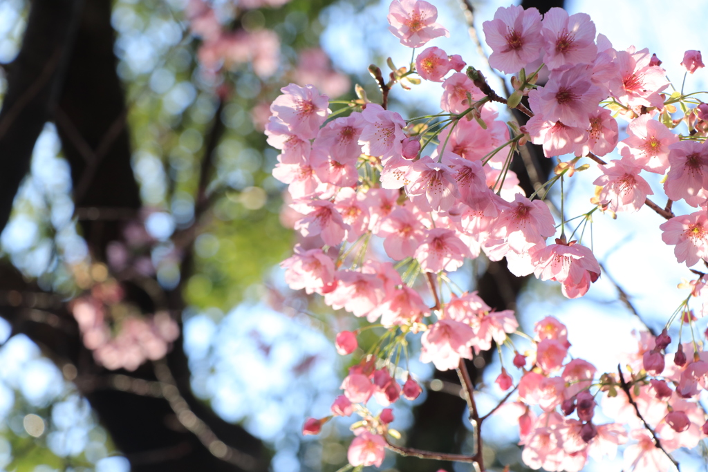 桜_靖国神社１