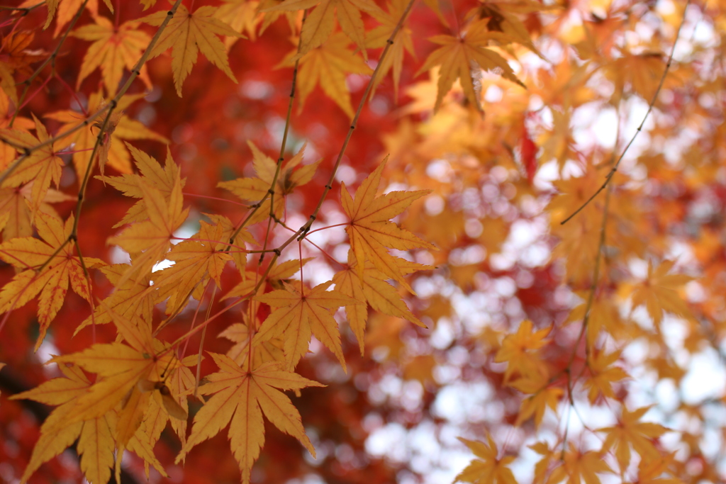 世田谷_豪徳寺２