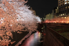 夜桜_目黒川４