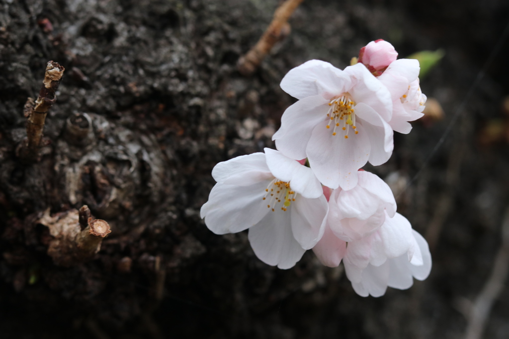 桜＿みぃつけた！