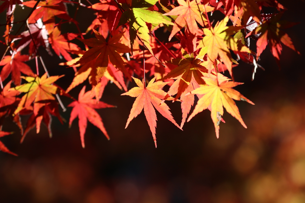 紅葉＿円覚寺１