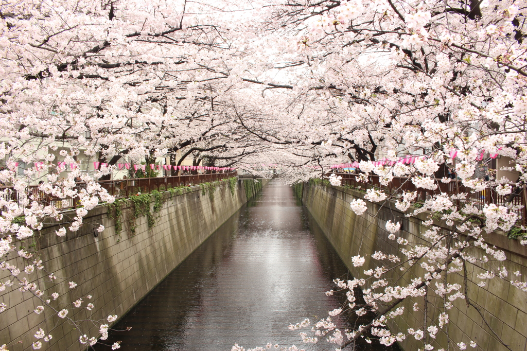 桜_目黒川１