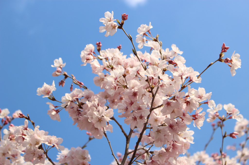 桜（蘆花公園）３