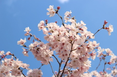 桜（蘆花公園）３