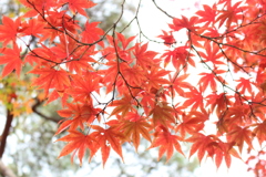 紅葉_豪徳寺３