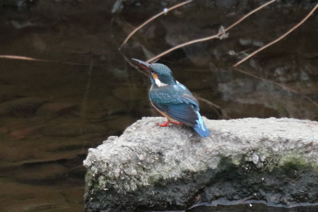 カワセミ＿野川５
