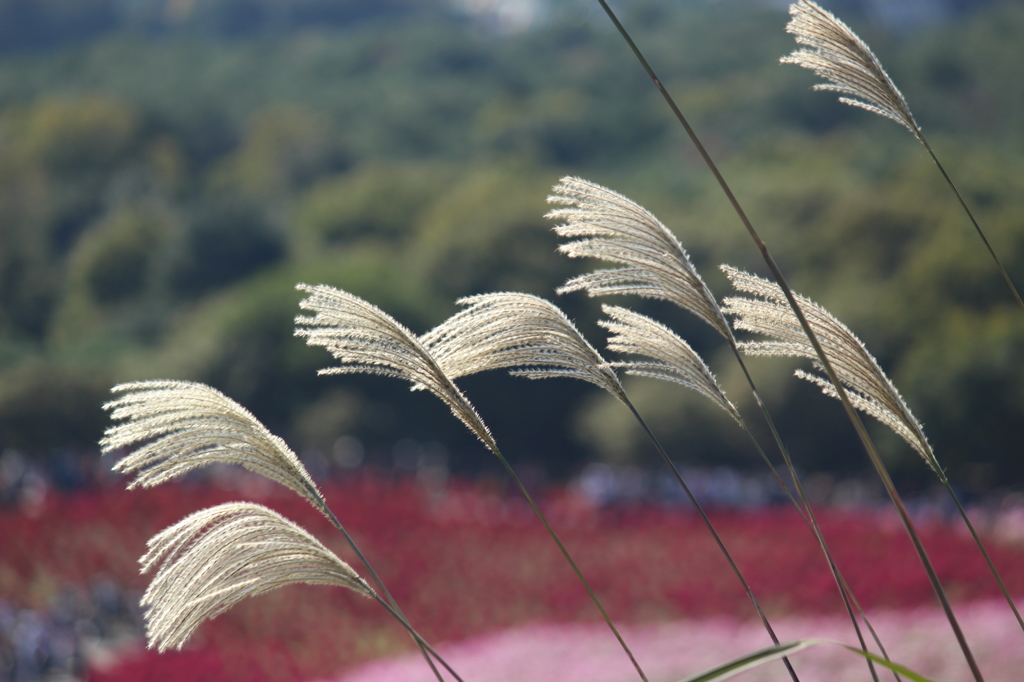 ひたち海浜公園ーススキ