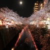 夜桜_目黒川１