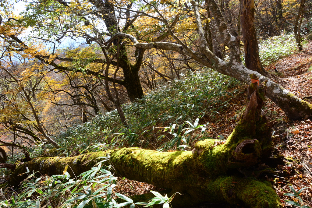 苔のある風景２