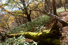 苔のある風景２