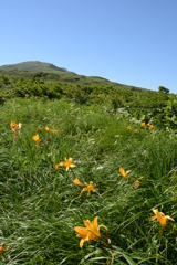 ニッコウキスゲのお出迎え