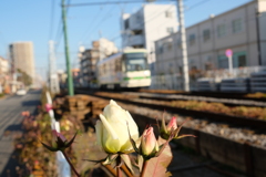 冬の薔薇