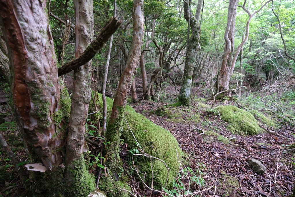 苔の登山道