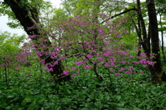 森に咲く