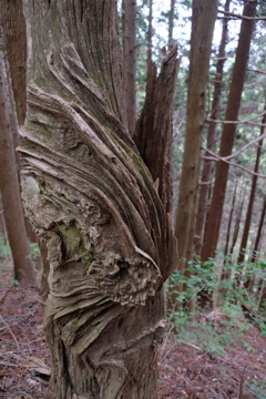 静かな樹林