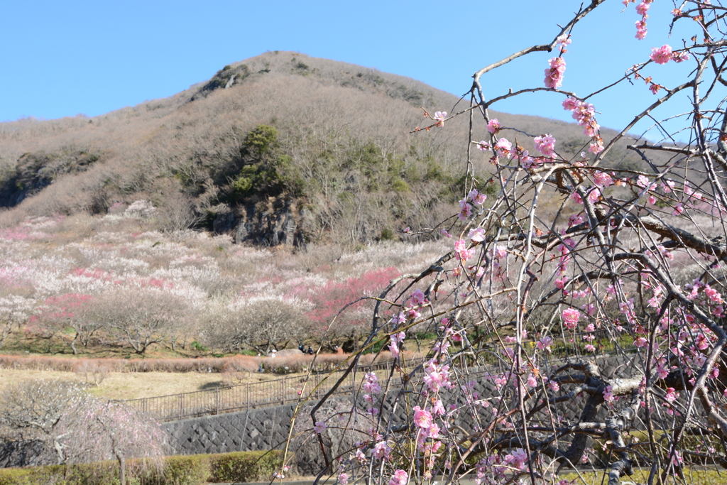 お花見登山