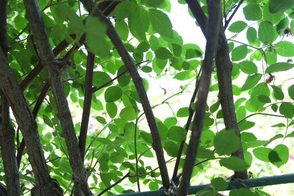 みどりのひかり