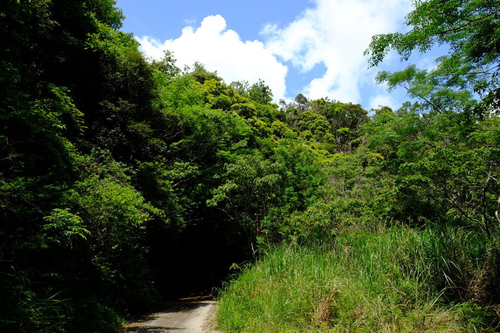 グリーンロード