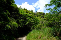 グリーンロード