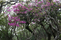 山道の彩り