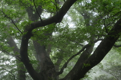 霧のもり①　　　　　