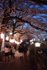 桜散歩