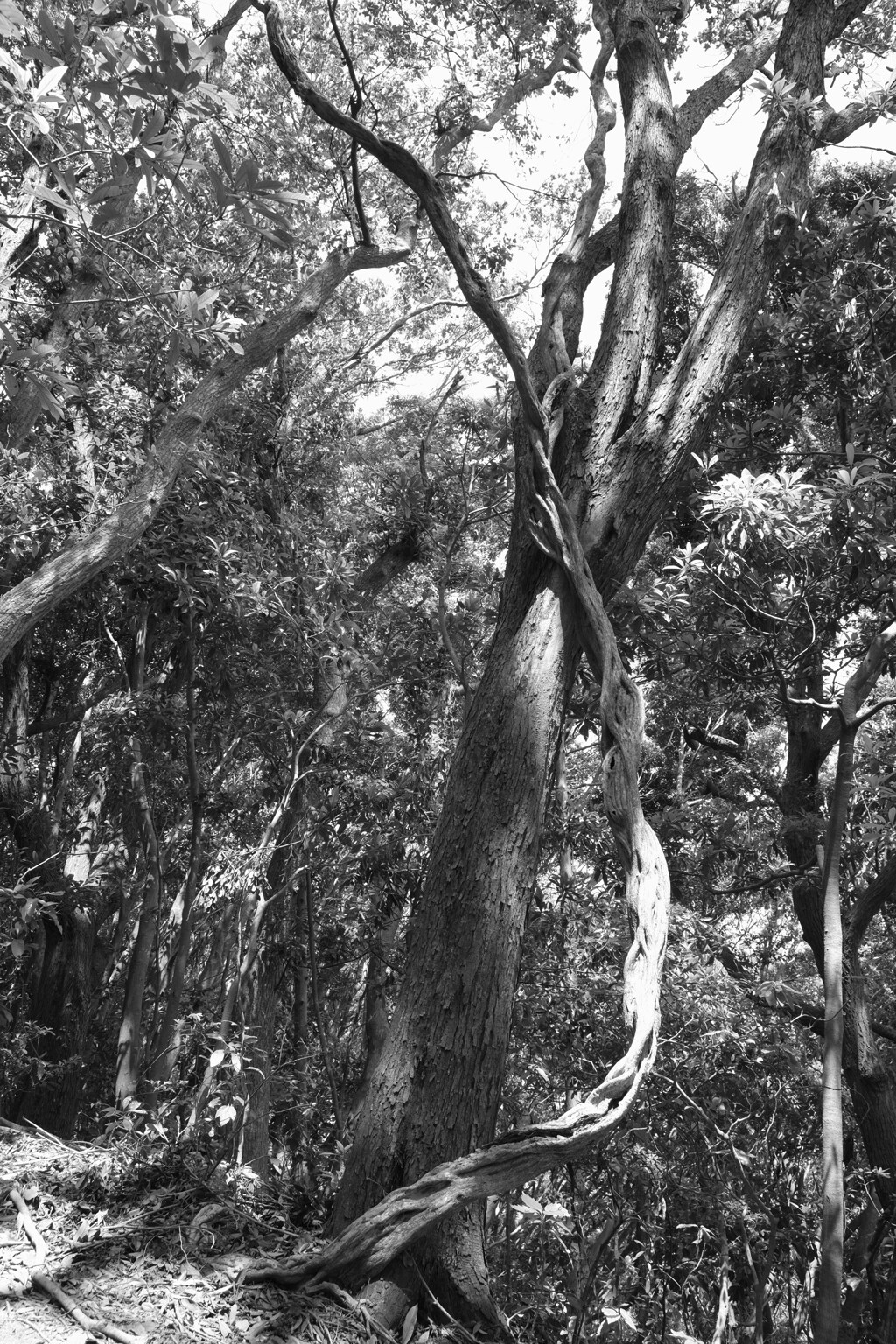 シイの茂る山２