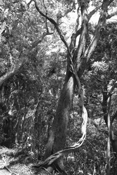 シイの茂る山２