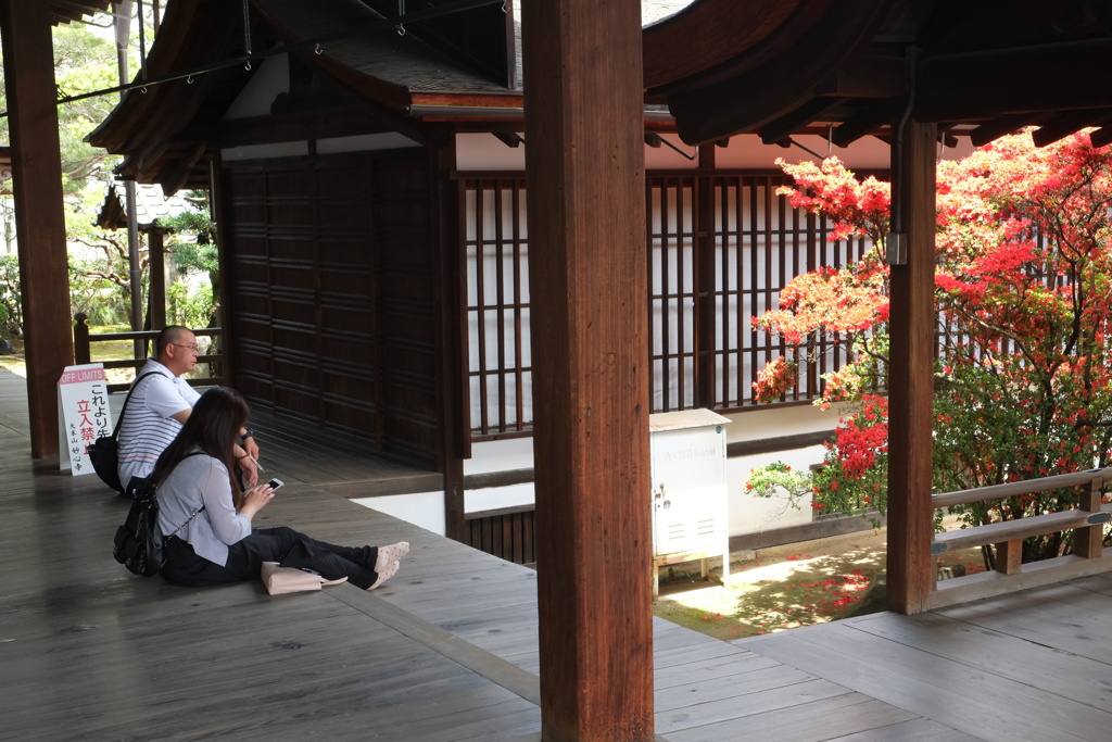 ご自慢のつつじ