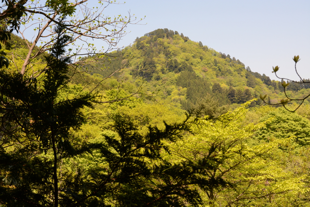 碧が目に染みる